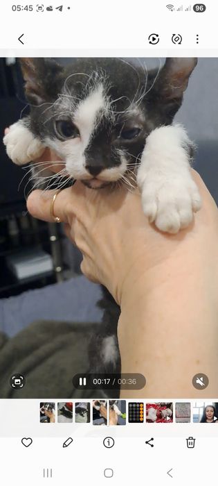 Сфинкс Эльф браш