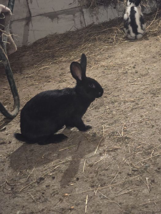 Iepuri fluture german