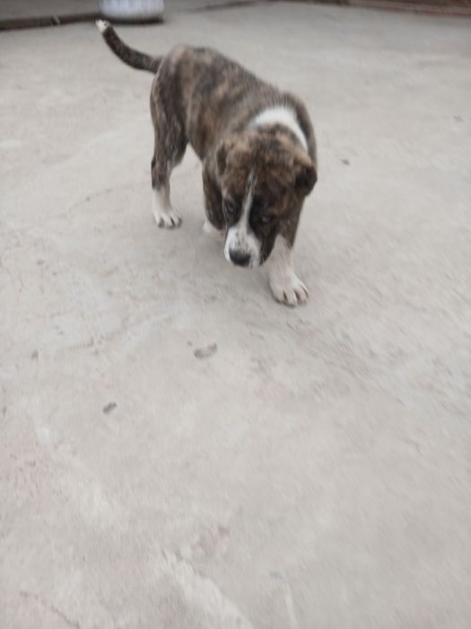 Продаётся алабай щенок , уши хвост купированы , кушает самостоятельно