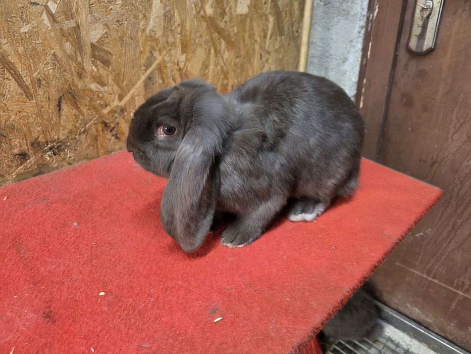 Iepuri berbec german