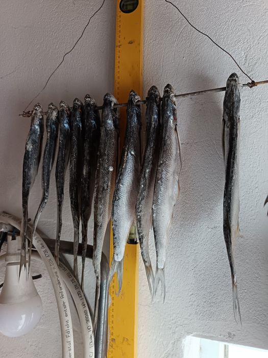 Кепкен рыбец чехон сатылады