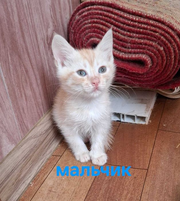 Отдам котят в любящие ручки
