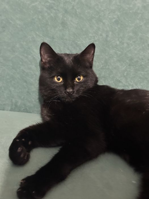 Потерялся черный кот