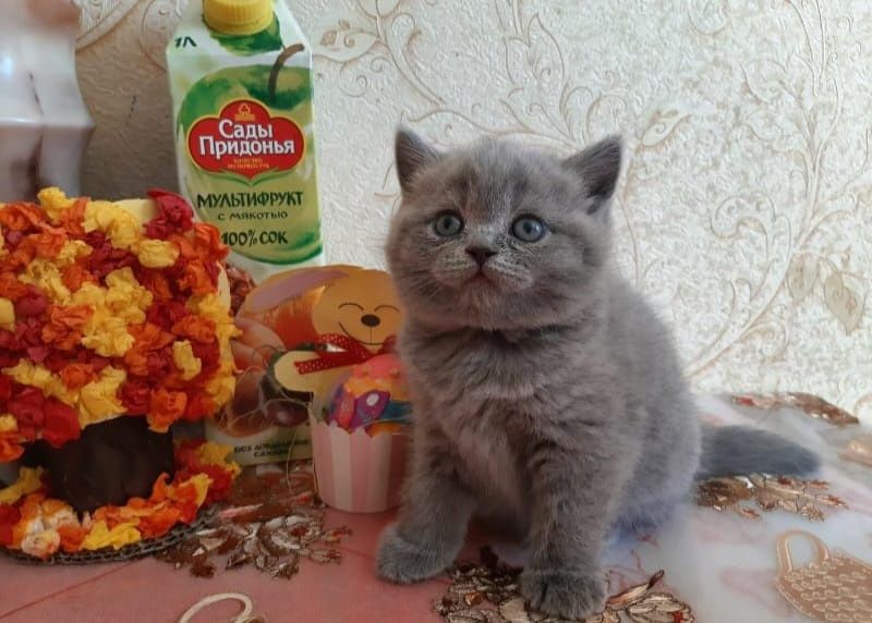 Британские котята