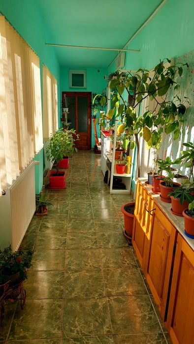 Vând 2 case în Chișineu Criș (schimb cu casă în Arad)