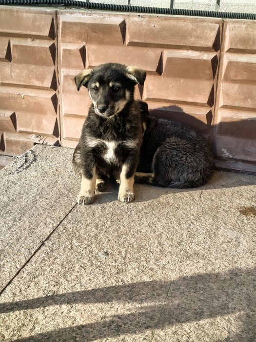 Щенята в добрые руки. Мальчики