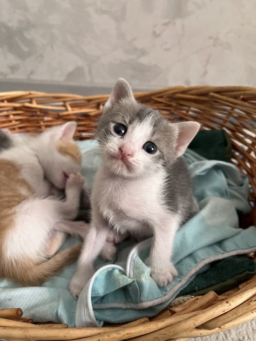 Котята домашние