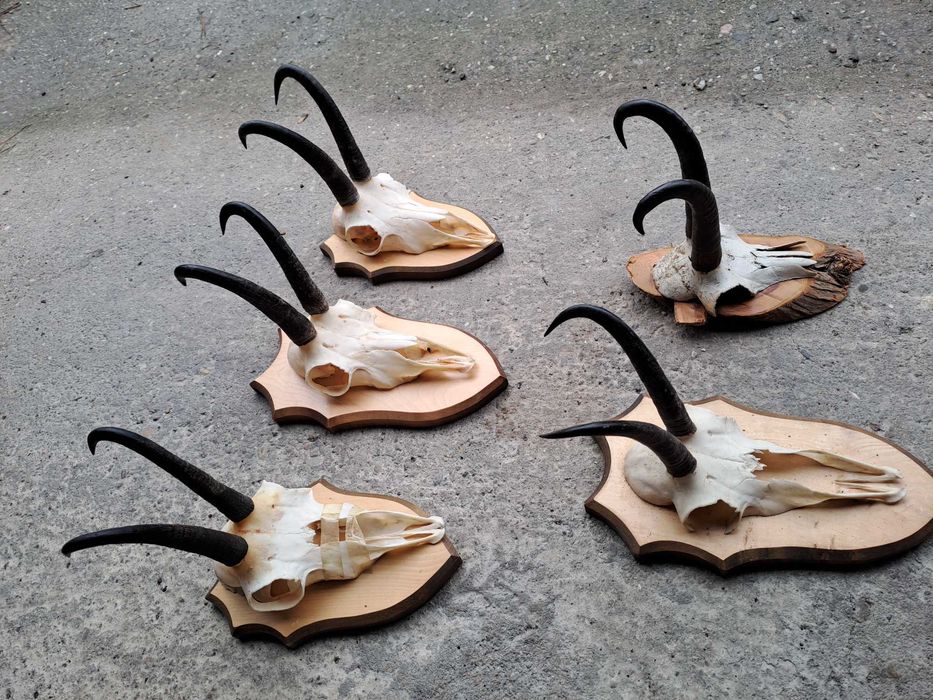 coarne capra neagra panoplie lemn