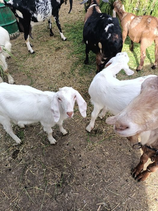 Iezi metis angonubieni de vanzare