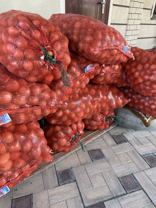 Лук пандора мешок