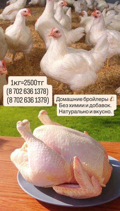 Бройлер сатылады!