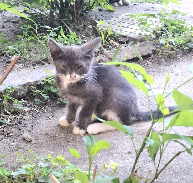 Търсим любящ дом! Четири прекрасни котенца на 3-4 месеца за осиновяване