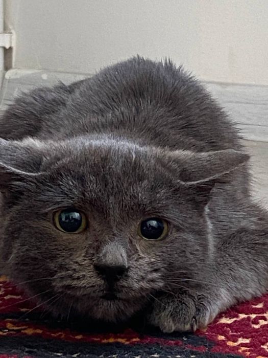 Hadiya berrillar mushuklarni sevuchilar uchun