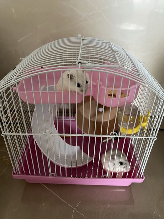 Продам 2х хомячков с клеткой