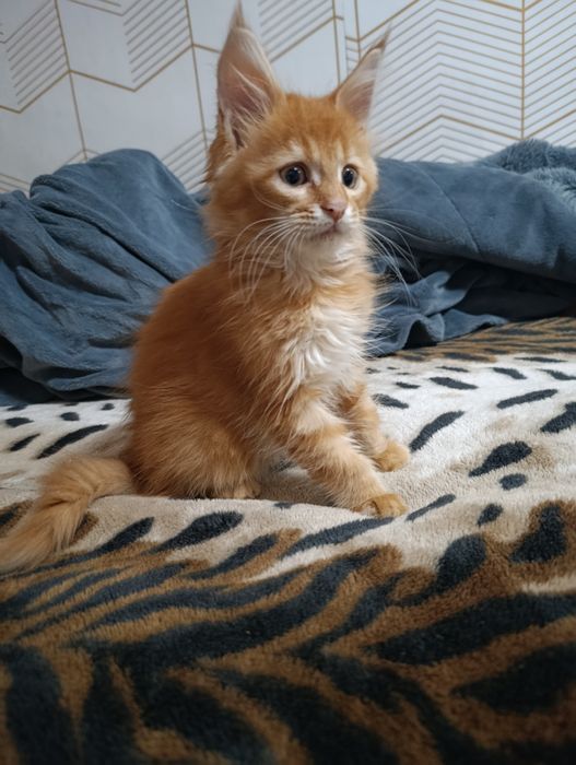 Продам котенка Мейн-кун девочка