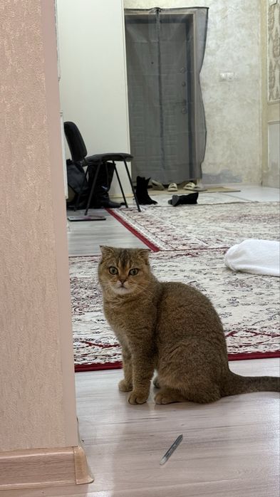 Продаю кошку. Пол — самка, лежит.