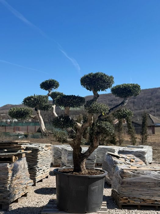 MĂSLIN BONSAI-transport inclus oriunde in țara