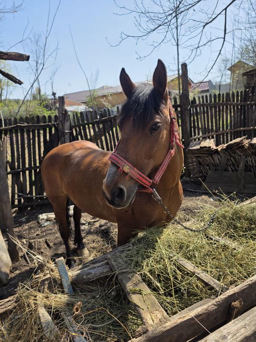 Vand iapa buna de munca