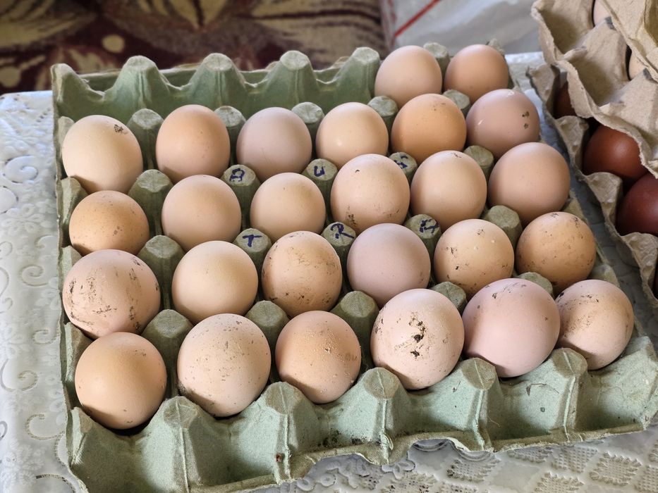 Ouă incubat rasă New hampshire