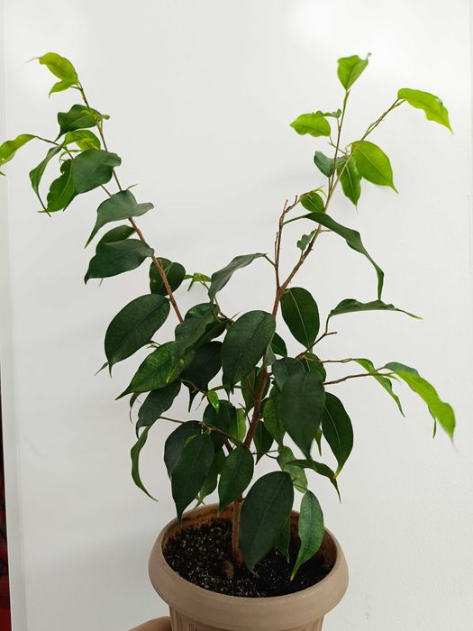 фикус Бенджамина