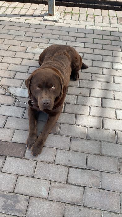 Вязка Лабрадор ретривер