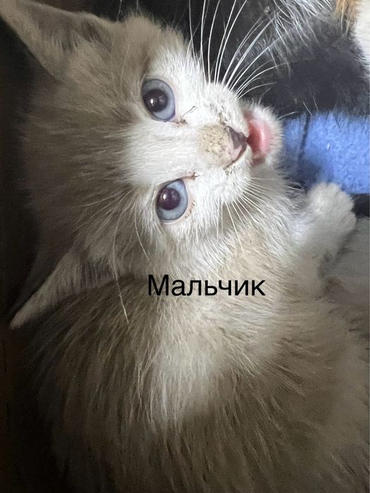 Отдадим котят в добрые руки