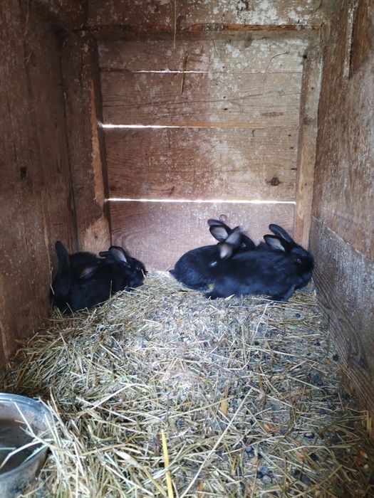 Iepurasi pentru Paște