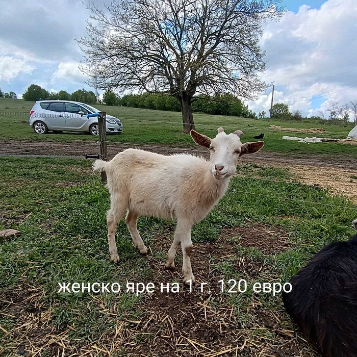 Кози, пръч, млади яре, агне.