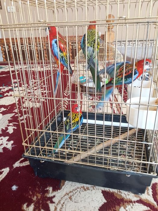 2 пары попугаев  розелл по