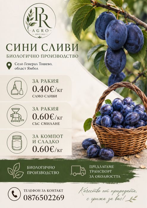 Сини сливи сорт Стенлей за ракия или сладко