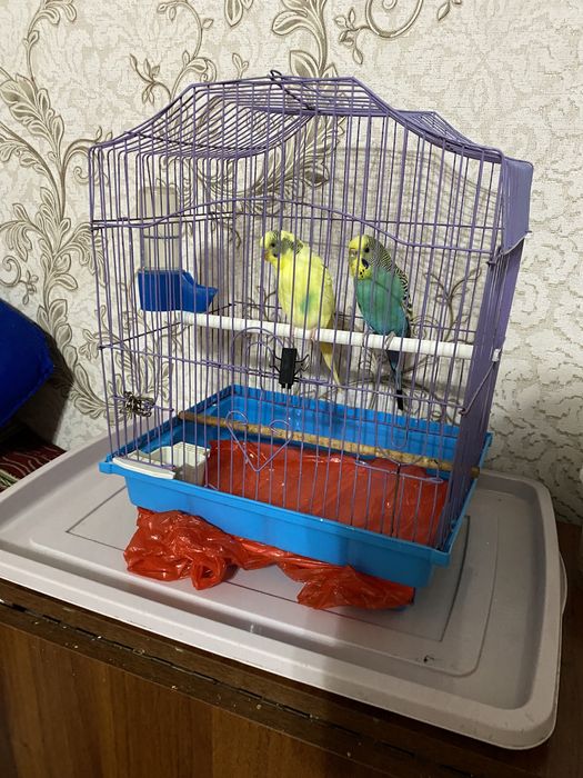 Продаю 2 попугая