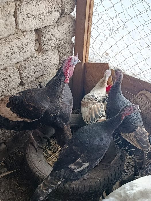 Гуси , индюки...