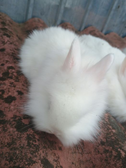 Oferta de Crăciun cap de leu cu ochii albaștrii și berbec pitic