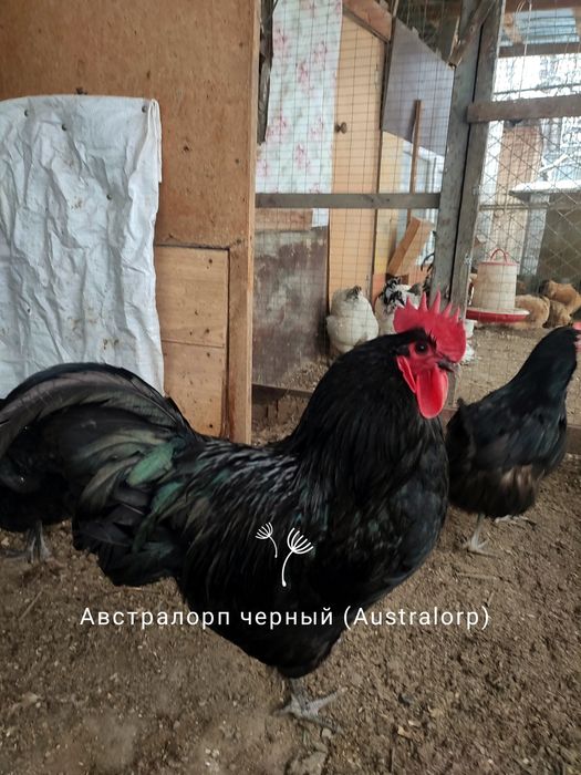 Продам ПЕТУШКОВ австролорп черный