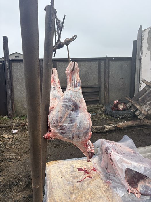 Откормда тұрған бұқалар сатылады