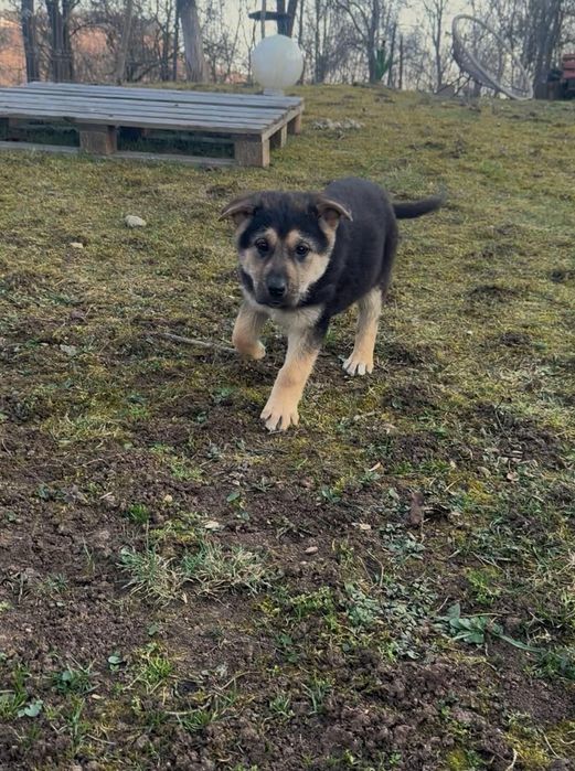 Donez cateluse metis Ciobanesc German