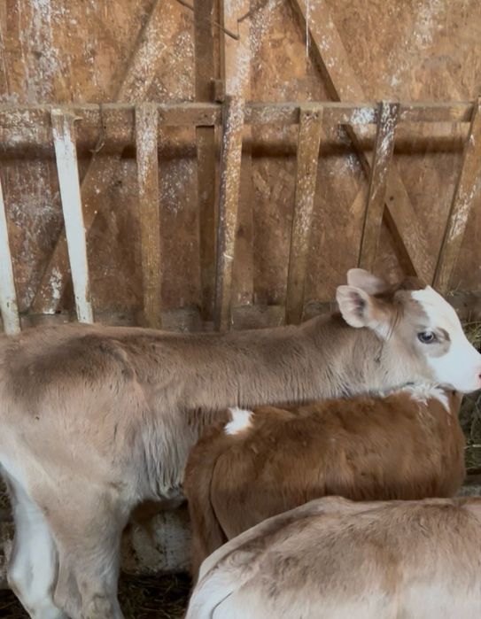 Vand 12 taurasi de rasa pura