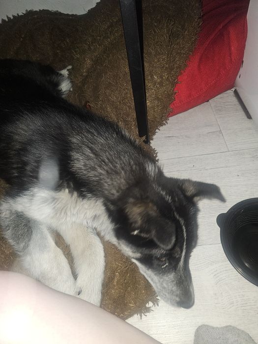 Девочка ищет себе дом