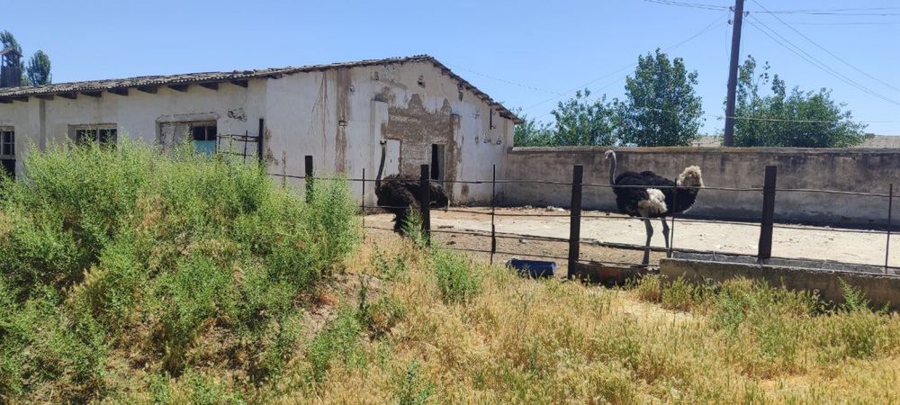 Тошкент вилояти Бекобод тумани ДВЗ 1 совхоз чорва фермаси