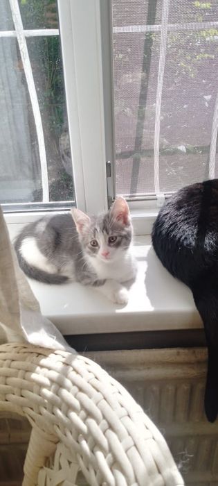 Отдам котенка а добрые руки