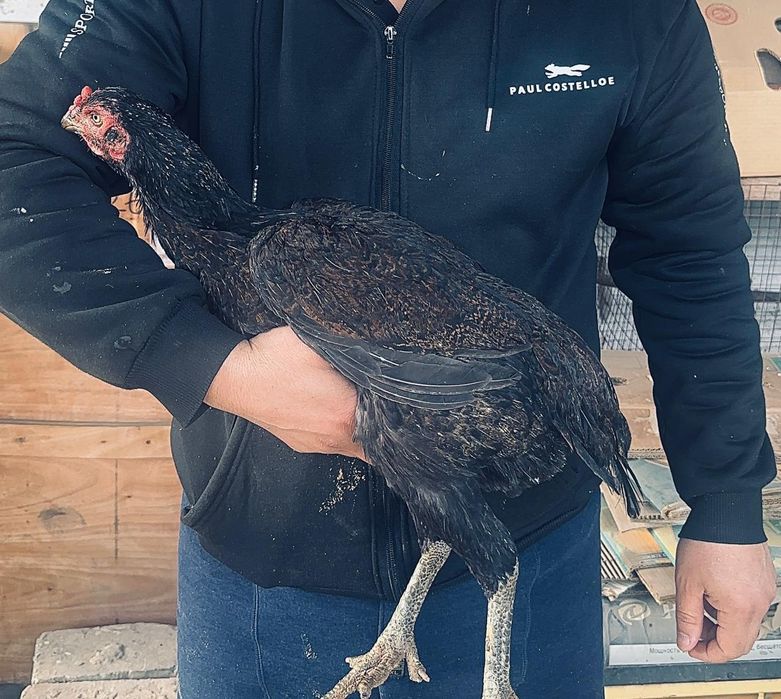 Продам даканов Вьетнам. Ганной