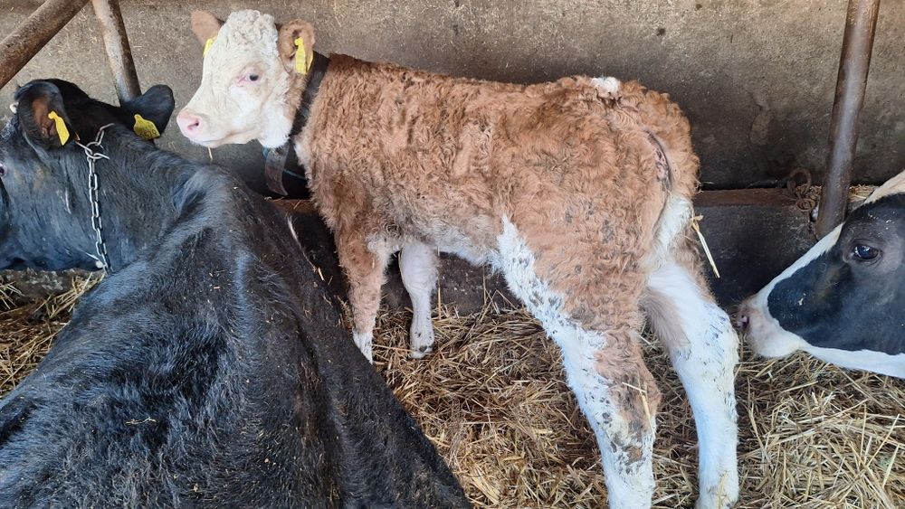 Vand viței de carne