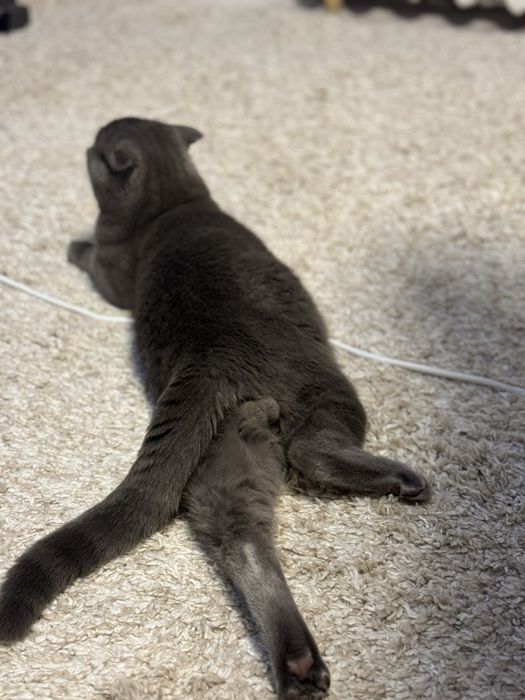 Ищем невесту для вязки