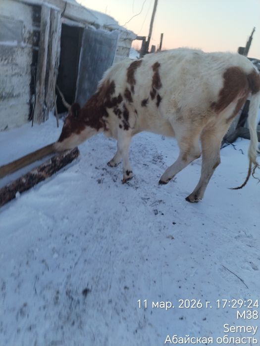 Сыйыр сатам 700 000