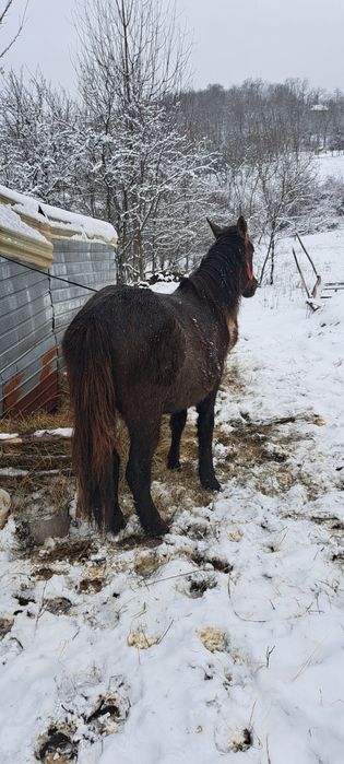 Vind cârlan de un an și jumătate