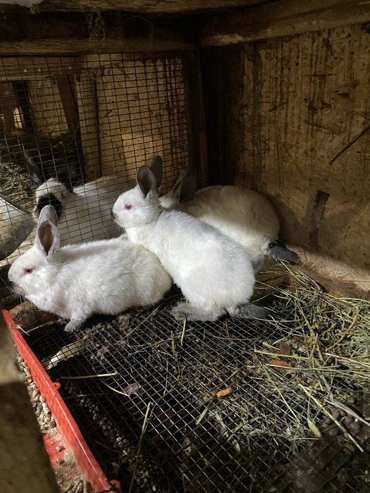 Продаются кролики.