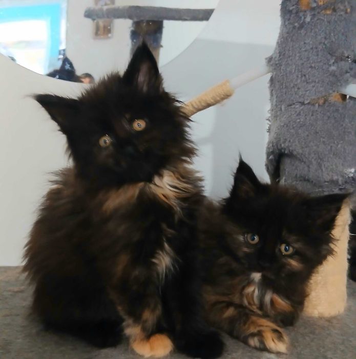 Vand baietel Maine coon