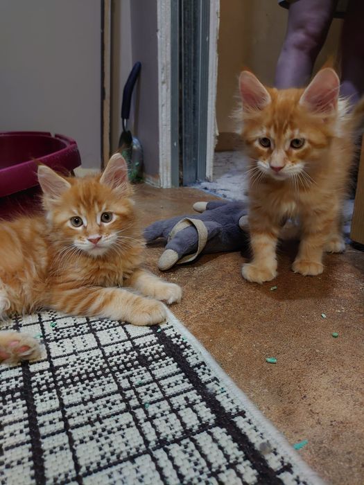 Котята породы Мейн-кун