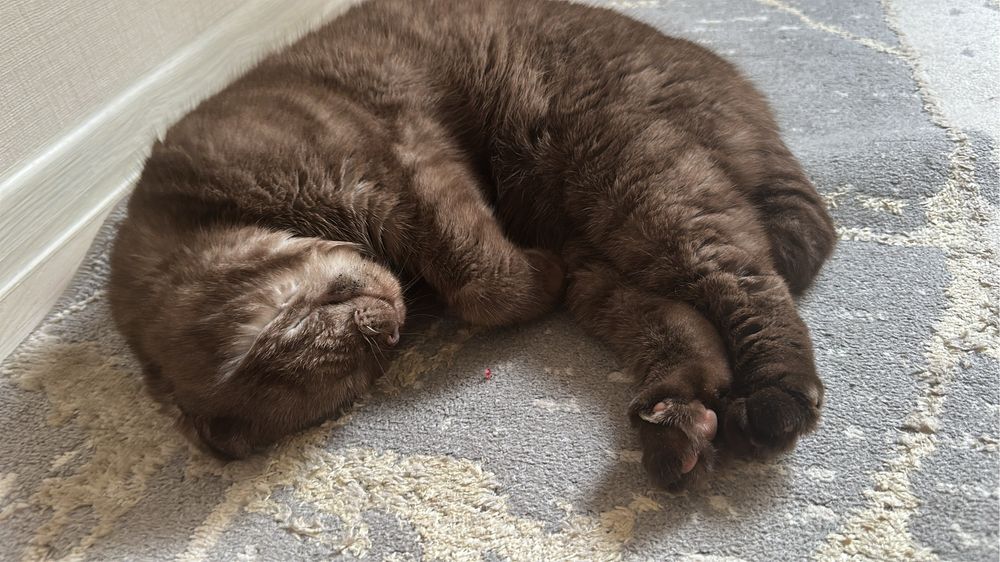 Шатланская  еркек мысык кундігі 1000 тг