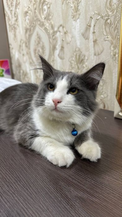 Отдам даром красивую кота хороший руки 1 год мальчик